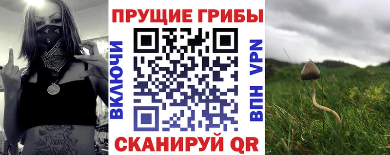 дарнет шоп  Осташков  Псилоцибиновые грибы Psilocybe 